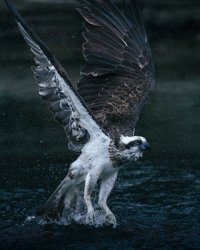 A Photograph Of A Bird