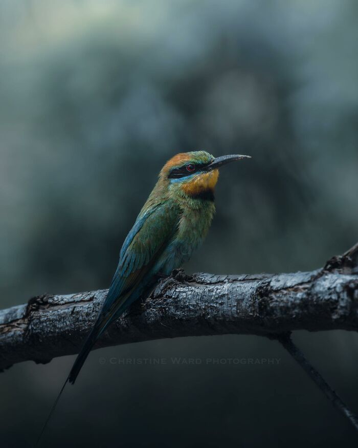 A Photograph Of A Bird