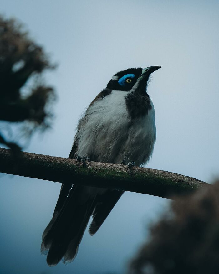 A Photograph Of A Bird