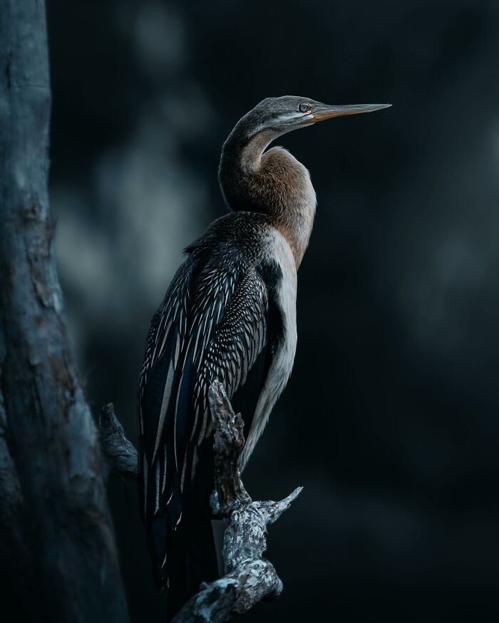 A Photograph Of A Bird