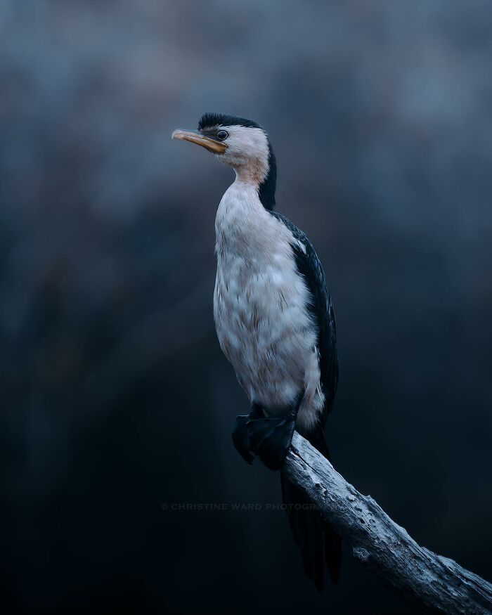 A Photograph Of A Bird