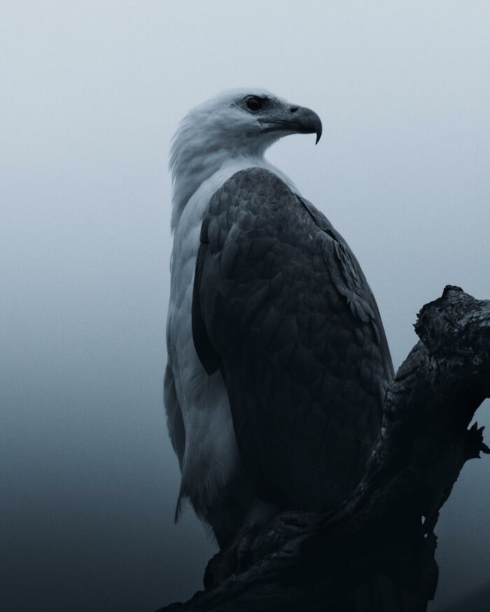 A Photograph Of A Bird