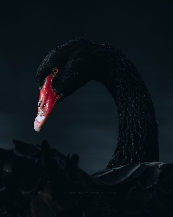 A Photograph Of A Bird