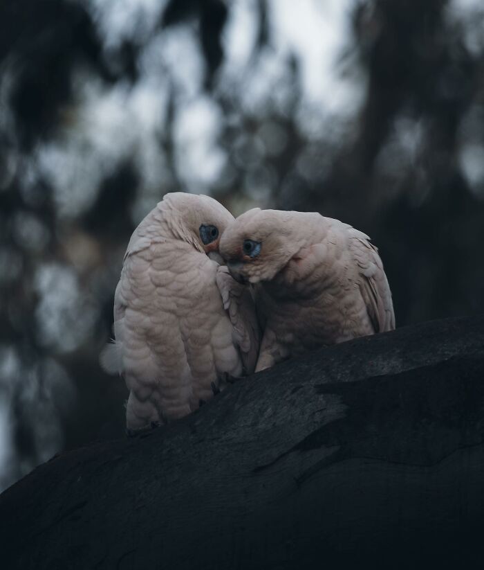 A Photograph Of Birds