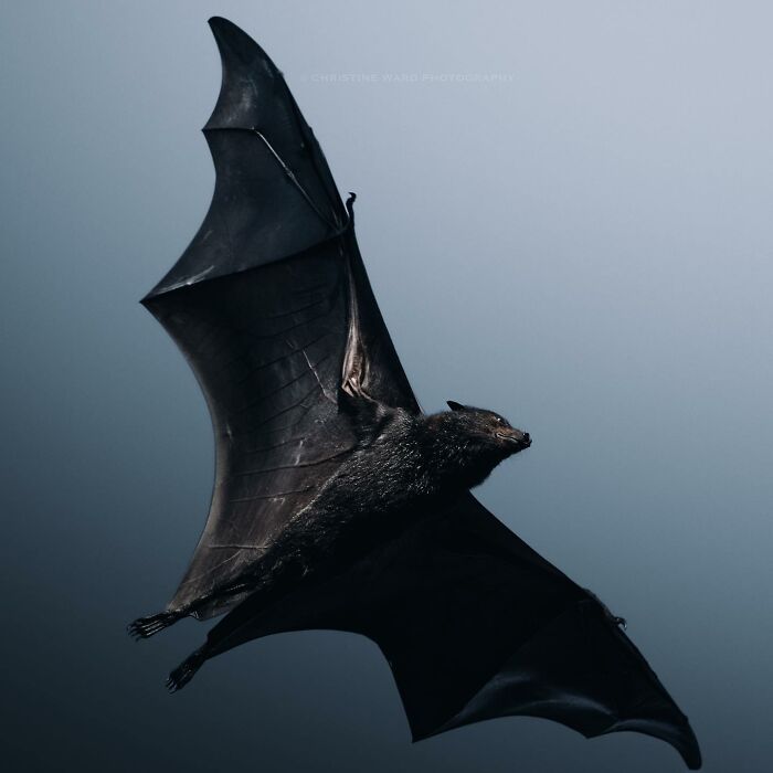 A Photograph Of A Bat