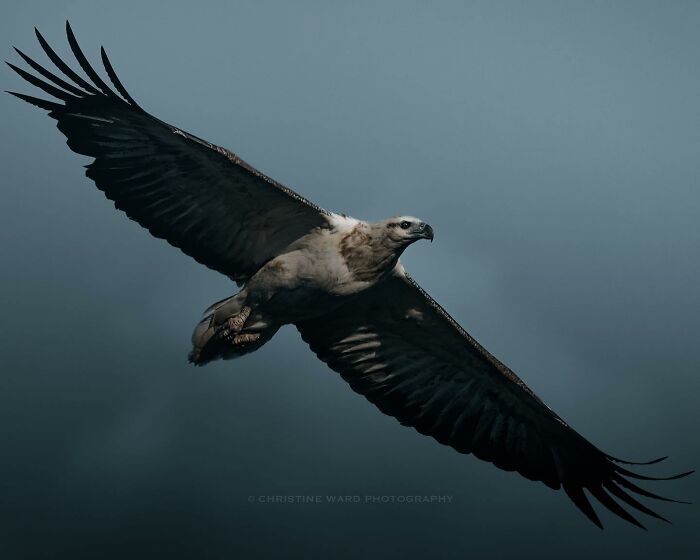 A Photograph Of A Bird
