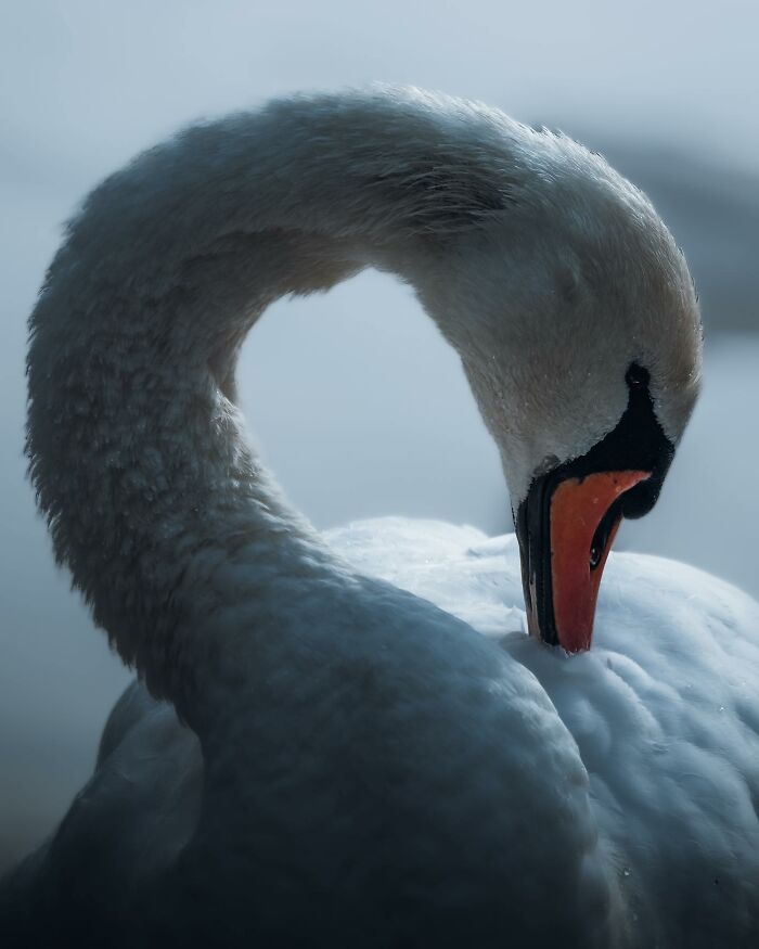 A Photograph Of A Bird