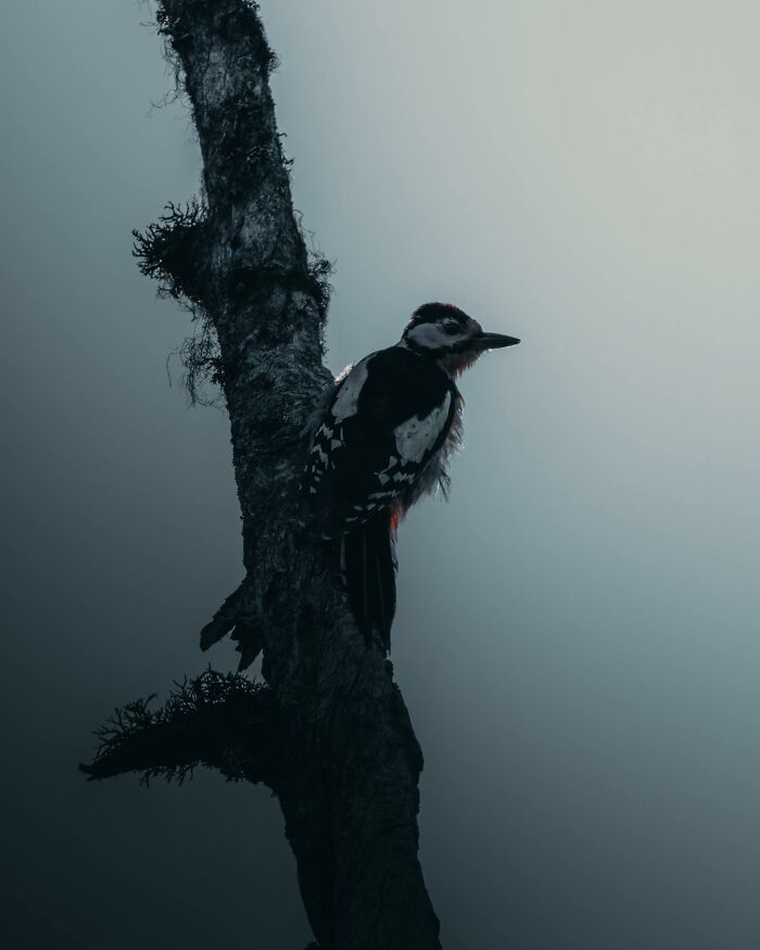 A Photograph Of A Bird