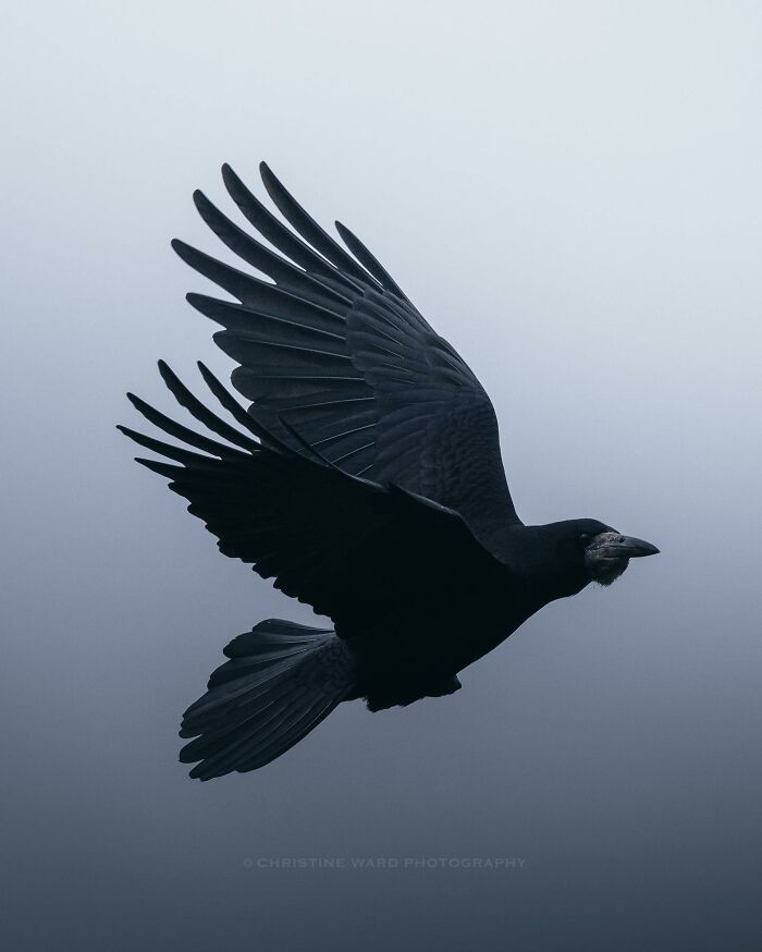 A Photograph Of A Bird