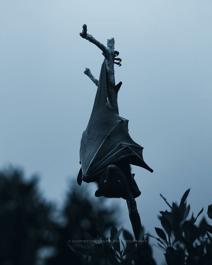 A Photograph Of A Bat