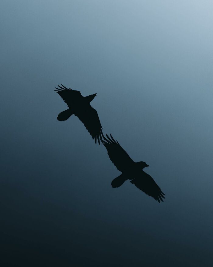 A Photograph Of Birds