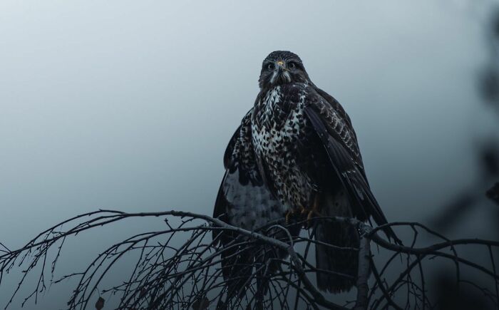 A Photograph Of A Bird