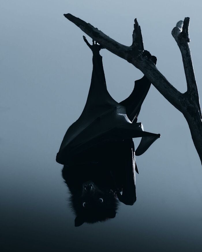 A Photograph Of A Bat