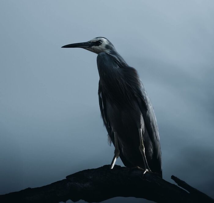 A Photograph Of A Bird