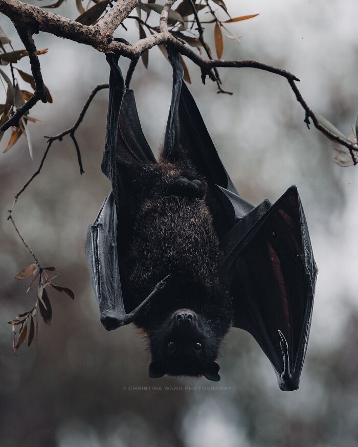 A Photograph Of A Bat