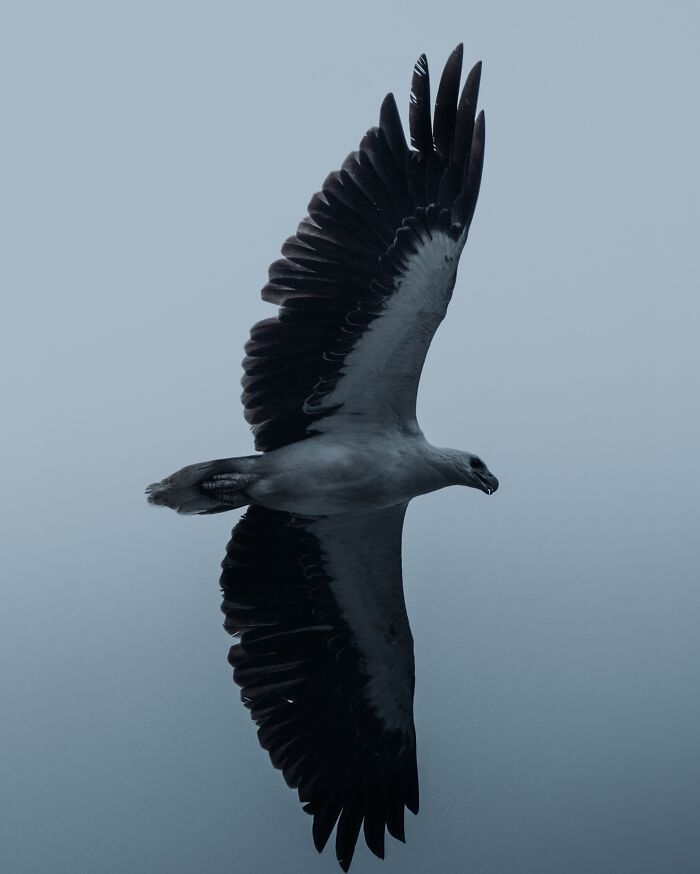 A Photograph Of A Bird