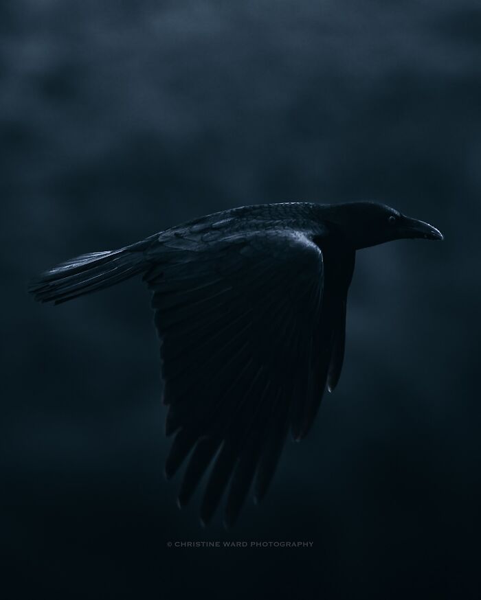 A Photograph Of A Bird