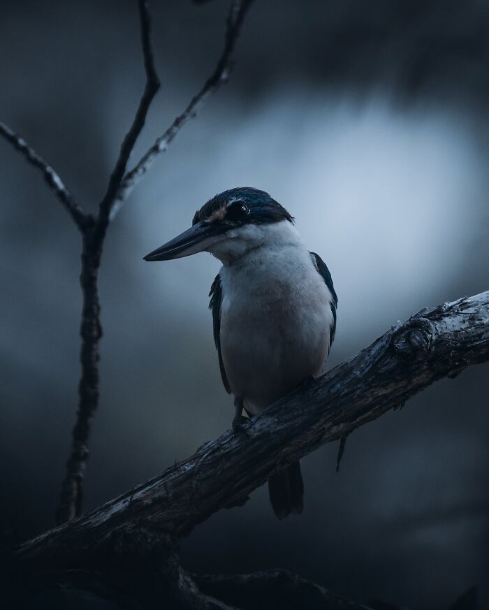 A Photograph Of A Bird