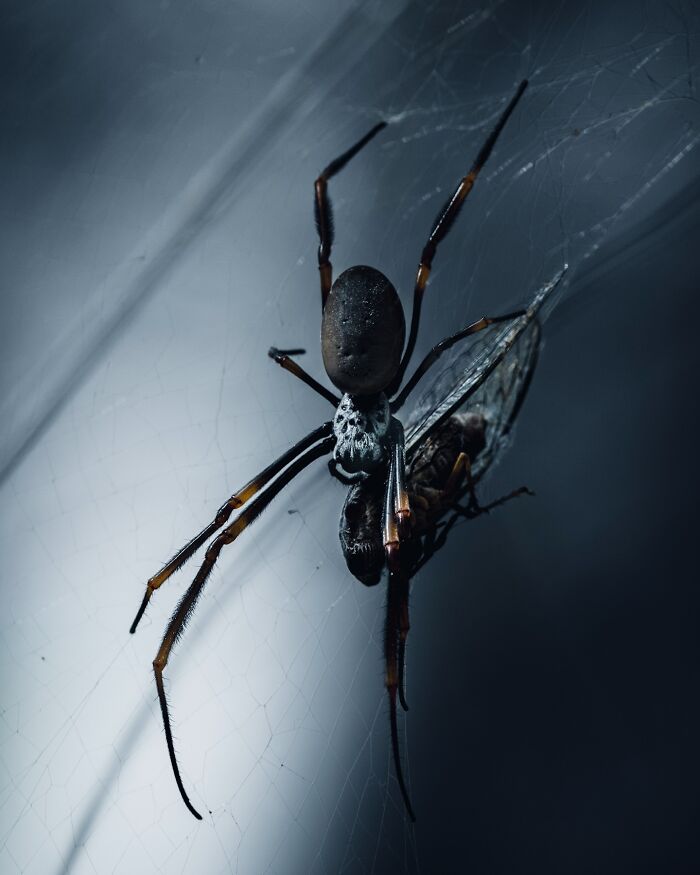 A Photograph Of A Spider