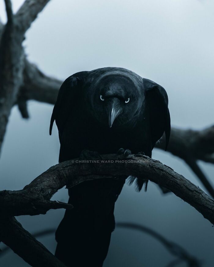 A Photograph Of A Bird