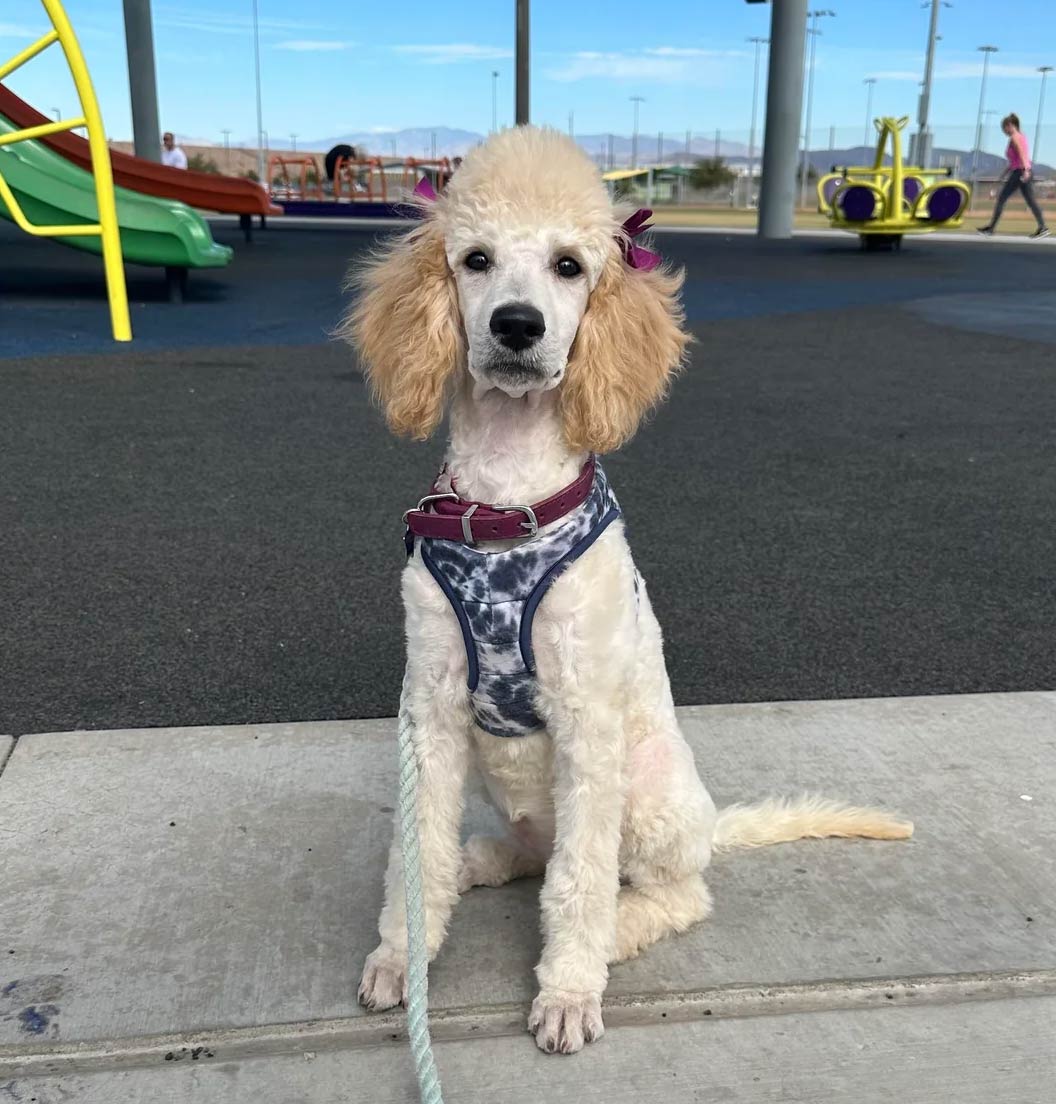 Poodle (Standard) sitting in the street