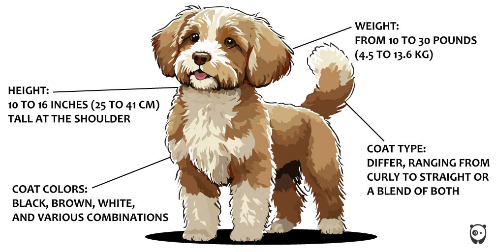 Illustrated Poogle dog showing height, weight, and coat details: black, brown, white, curly to straight variations. Illustrated Poogle dog showing height, weight, and coat details: black, brown, white, curly to straight variations.