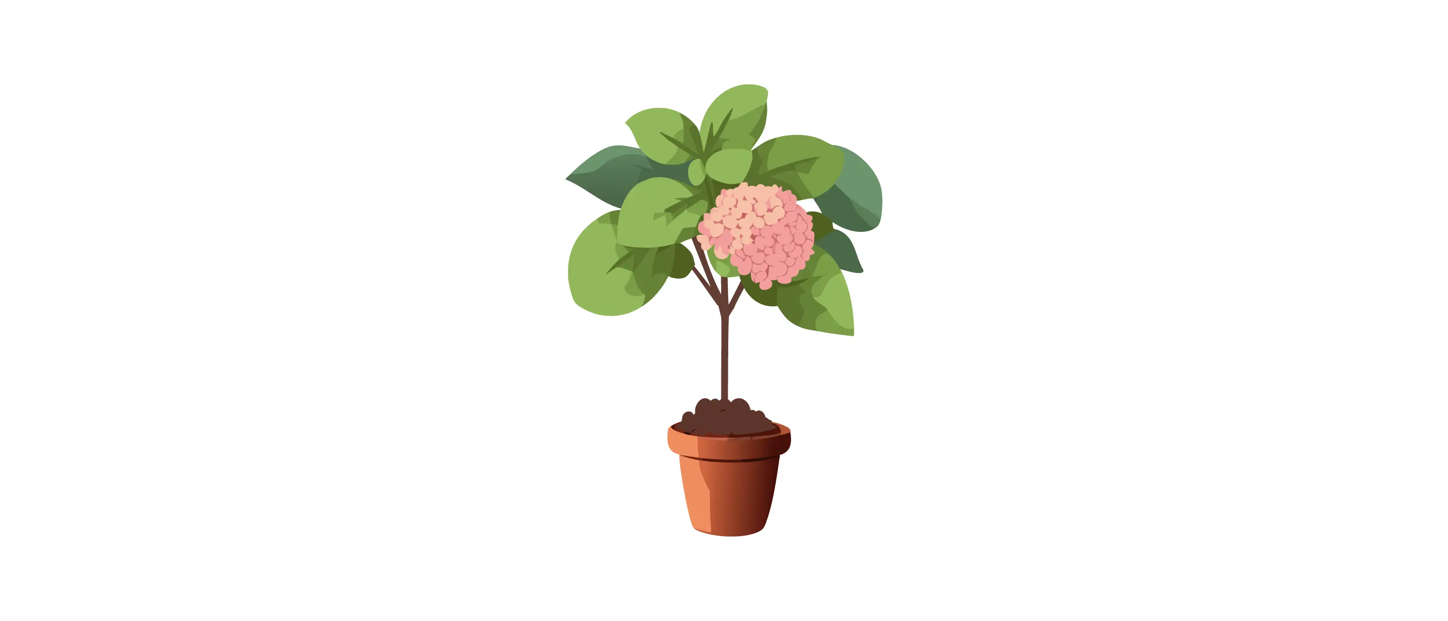 Vanilla strawberry hydrangea plant with pink flowers growing in a terracotta pot against a white background