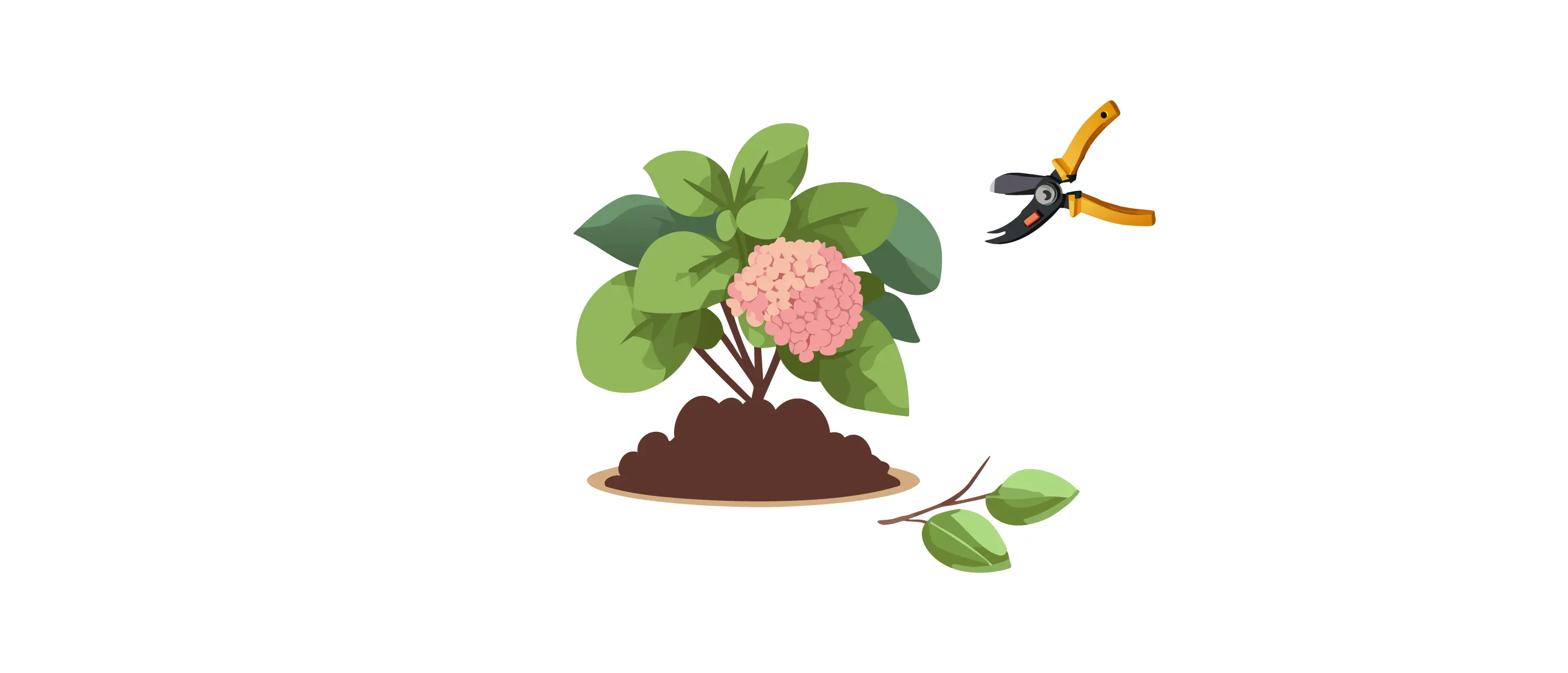 Pruning Strawberry Vanilla Hydrangea with garden shears to promote healthy growth and vibrant pink flowers in fresh soil bed.