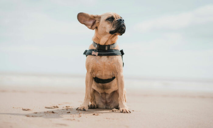 Puggle dog sitting on a sandy beach with the ocean in the background, wearing a harness. Puggle dog sitting on a sandy beach with the ocean in the background, wearing a harness.