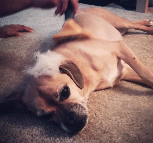 Puggle dog being brushed on a carpet, showing relaxation and grooming care. Puggle dog being brushed on a carpet, showing relaxation and grooming care.