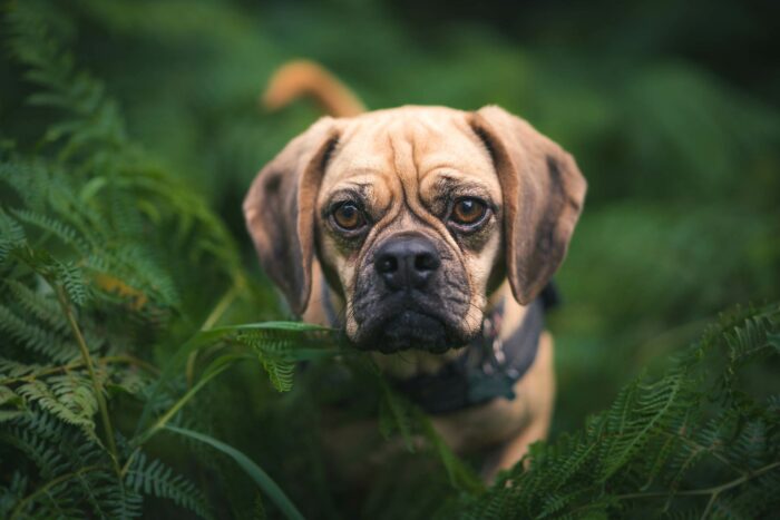 Puggle dog standing in lush greenery, looking directly at the camera. Puggle dog standing in lush greenery, looking directly at the camera.