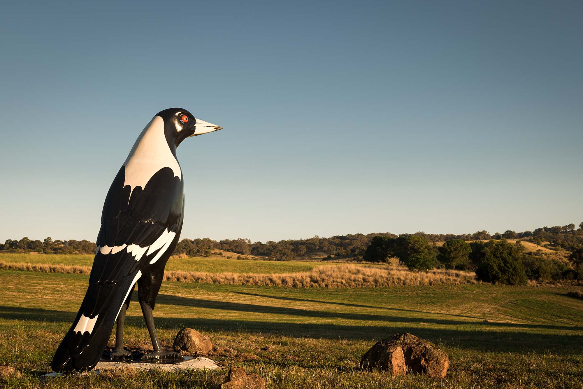 ‘riverside Magpie’
