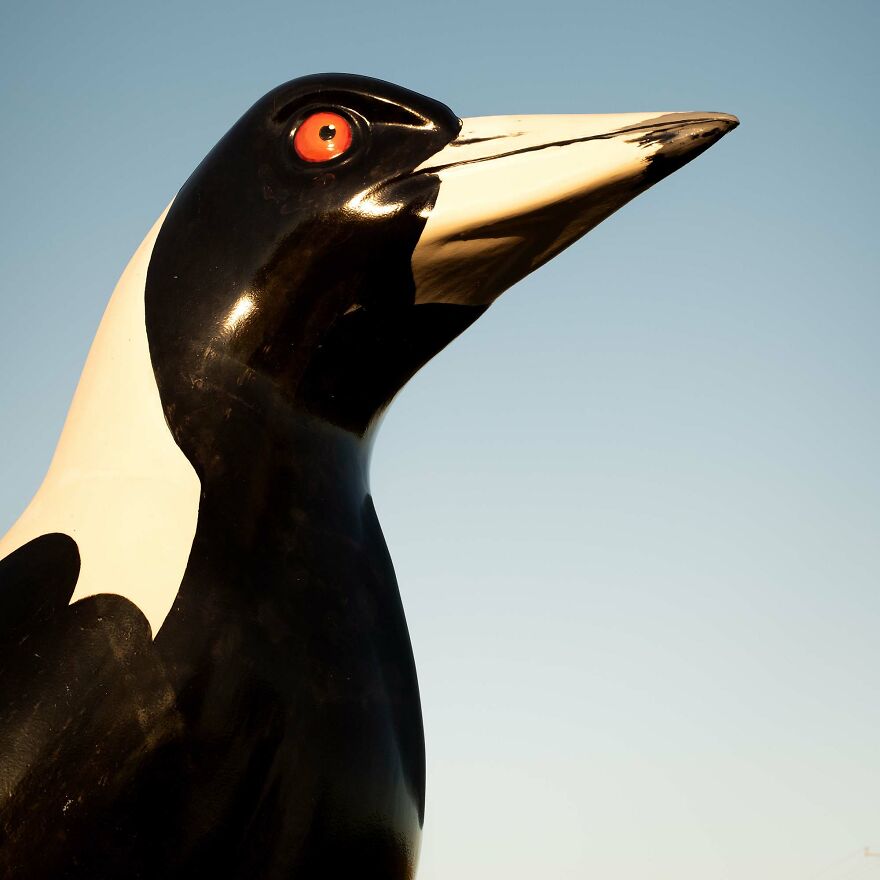 'riverside Magpie'