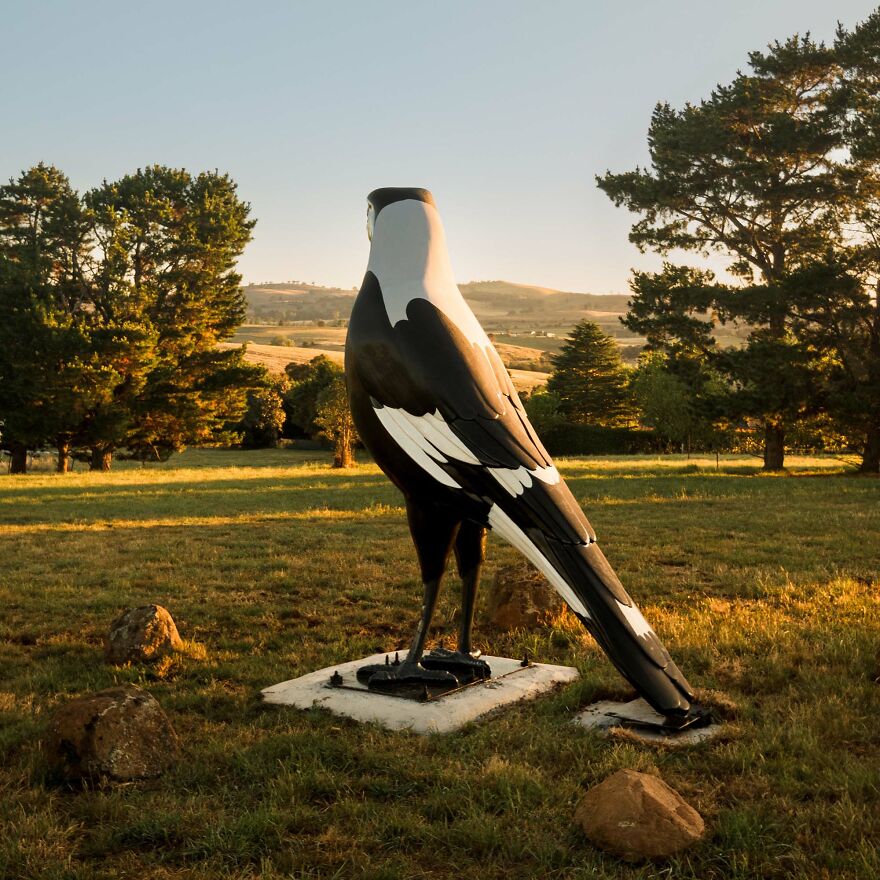 'riverside Magpie'
