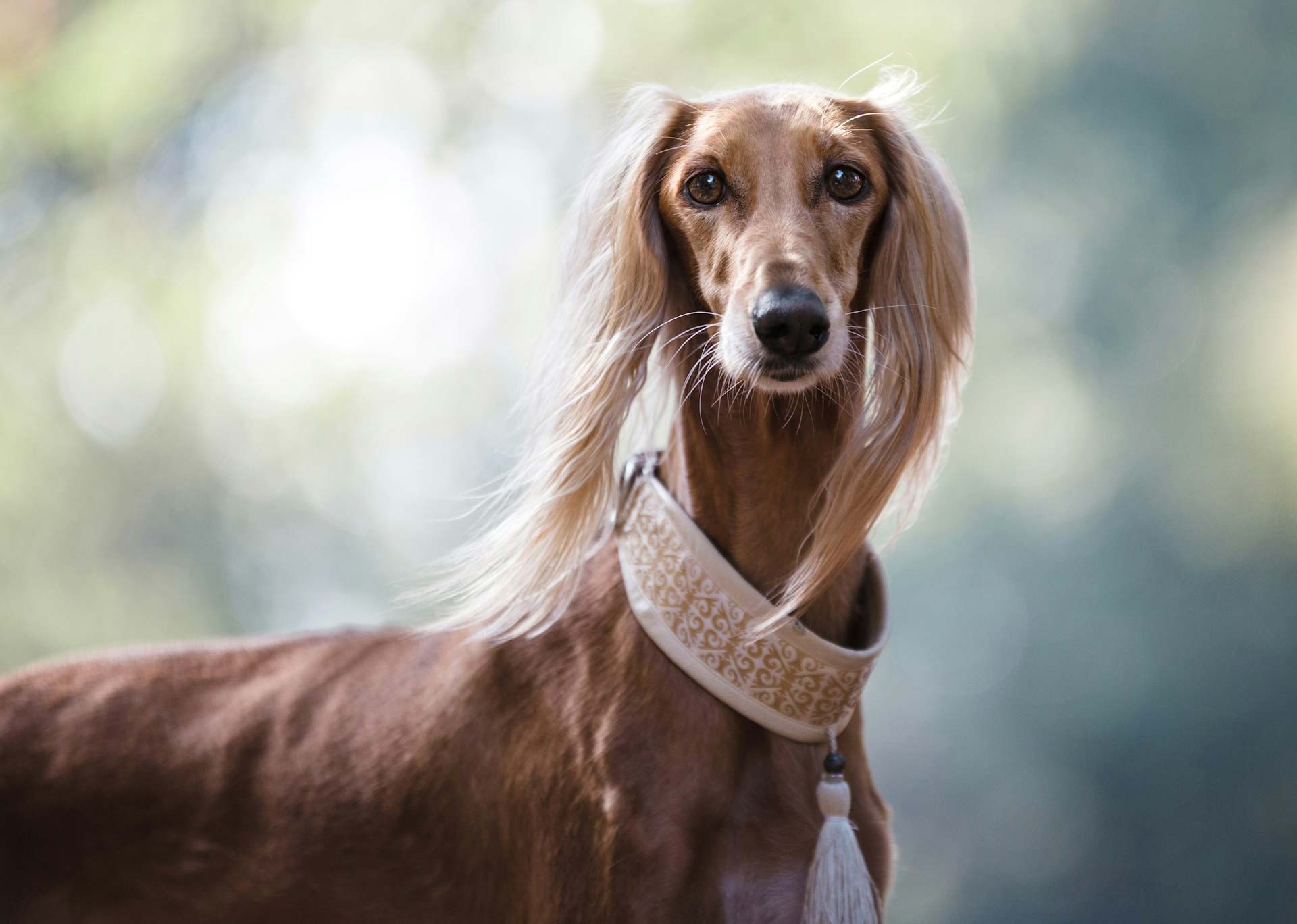 Saluki dog with a decorative collar, showcasing the ancient sighthound breed in natural light.