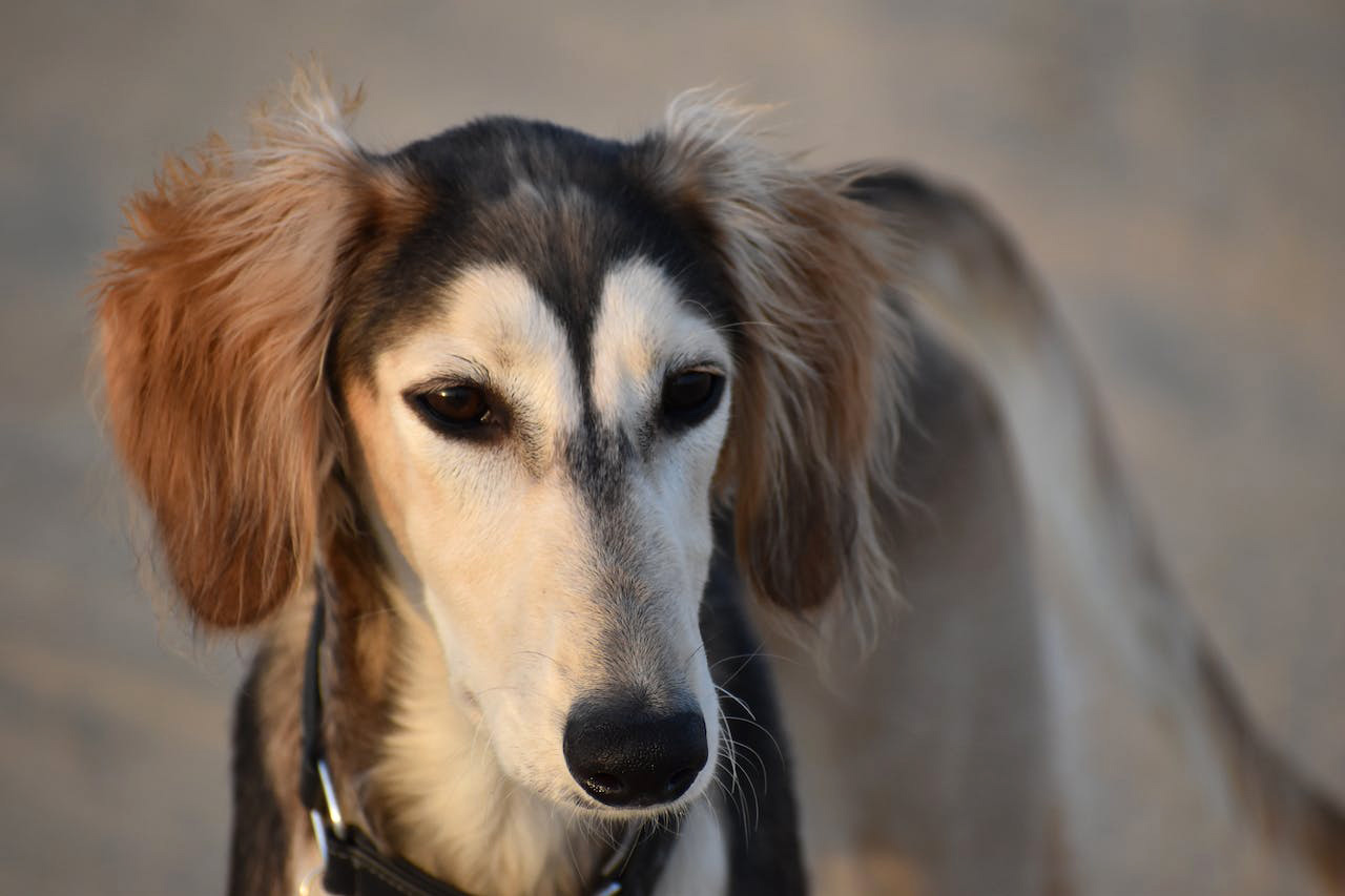 Saluki dog with long ears and a sleek coat, representing the ancient sighthound breed.