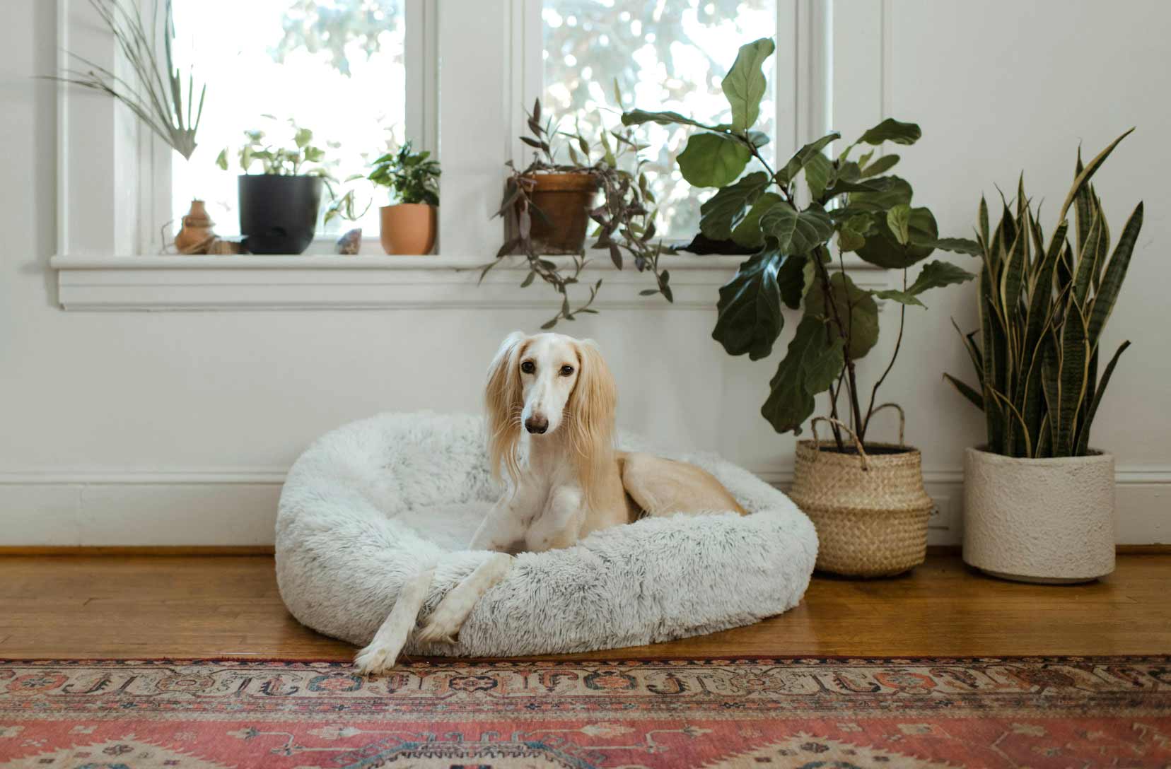 Saluki dog lounging in a cozy bed surrounded by houseplants near a window.