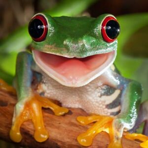 lunafirestrike avatar