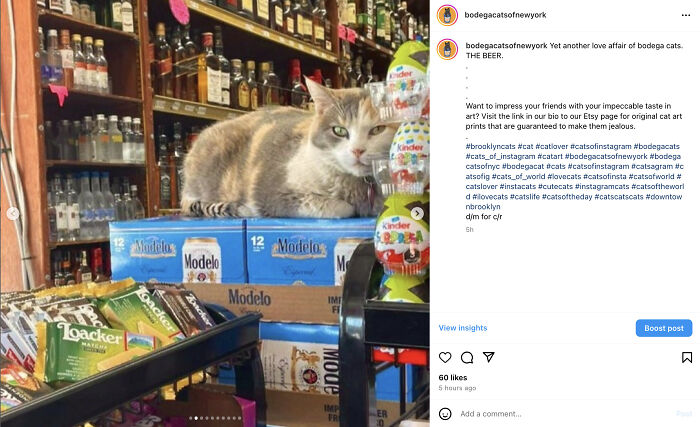 Bodega Cats Of New York