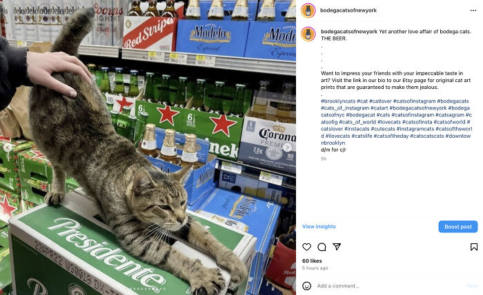 Bodega Cats Of New York