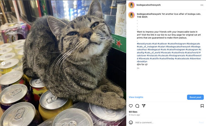 Bodega Cats Of New York