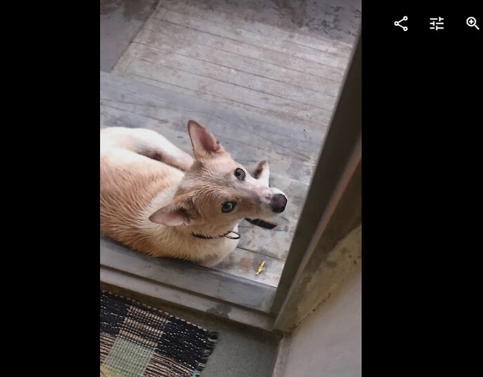 If You Think This Is Cute, You Should've Seen The Look He Used To Give When He Was *judging* You