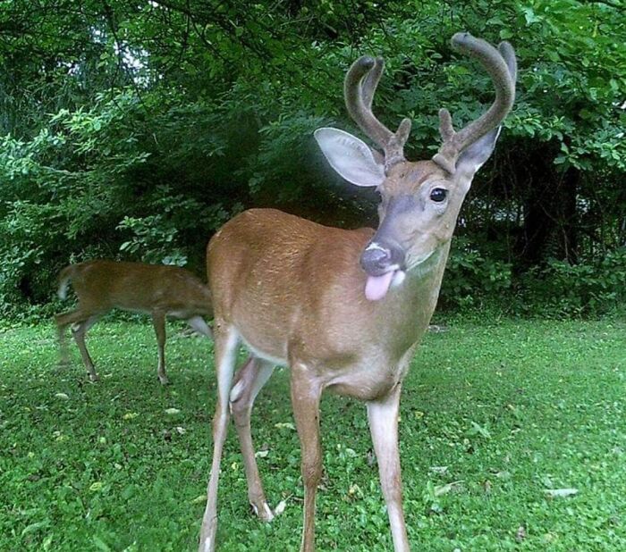 Not My Pet, Just A Back Yard Visitor. But One Heck Of A Blep