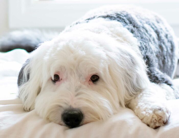 Sheepadoodle is lying down on the light bed