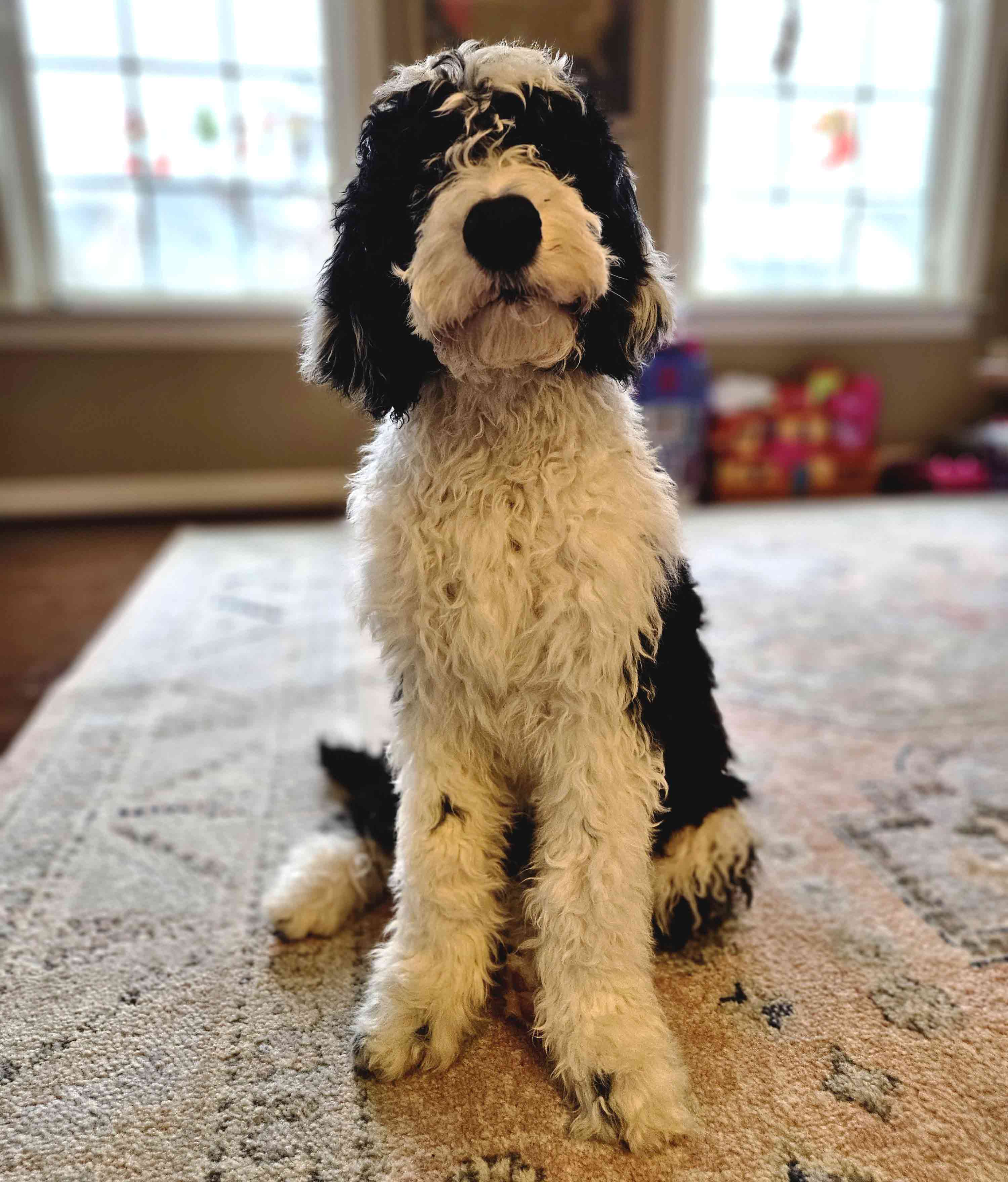 Sheepadoodle sitting on the carpet