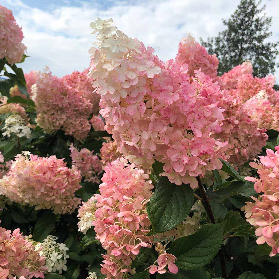Close-up of strawberry vanilla hydrangea flowers showing delicate pink and white petals in a garden setting.