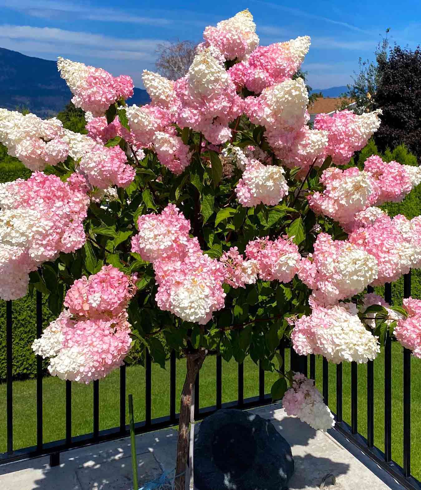 Vanilla Strawberry Hydrangea tree with large pink and white blooms growing outdoors near black fence and green lawn.