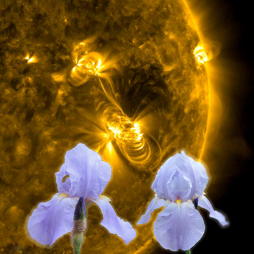 "Well, Why Not A Space Flower? Why Do We Always Expect Metal Ships?": A Collection Of Photo Collages From The Wildflowers' Movement Support Group