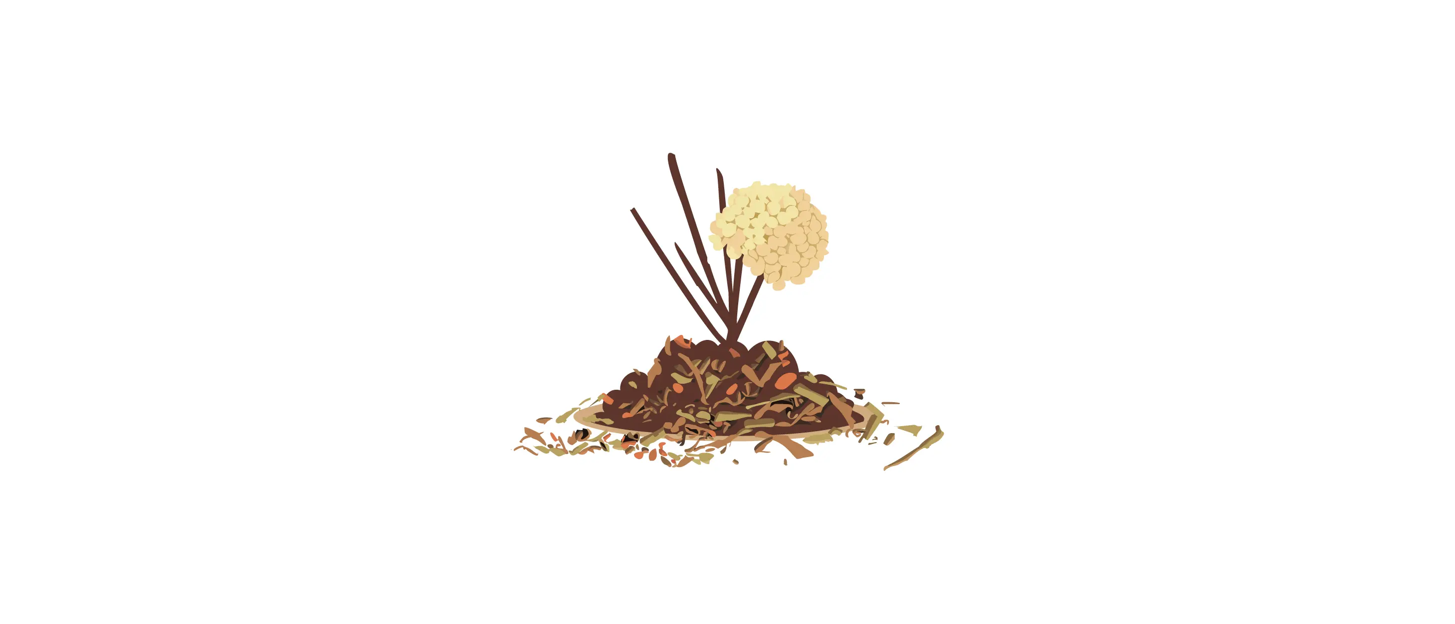 Withered strawberry vanilla hydrangea plant with brown stems and dried leaves in a small mound of soil.