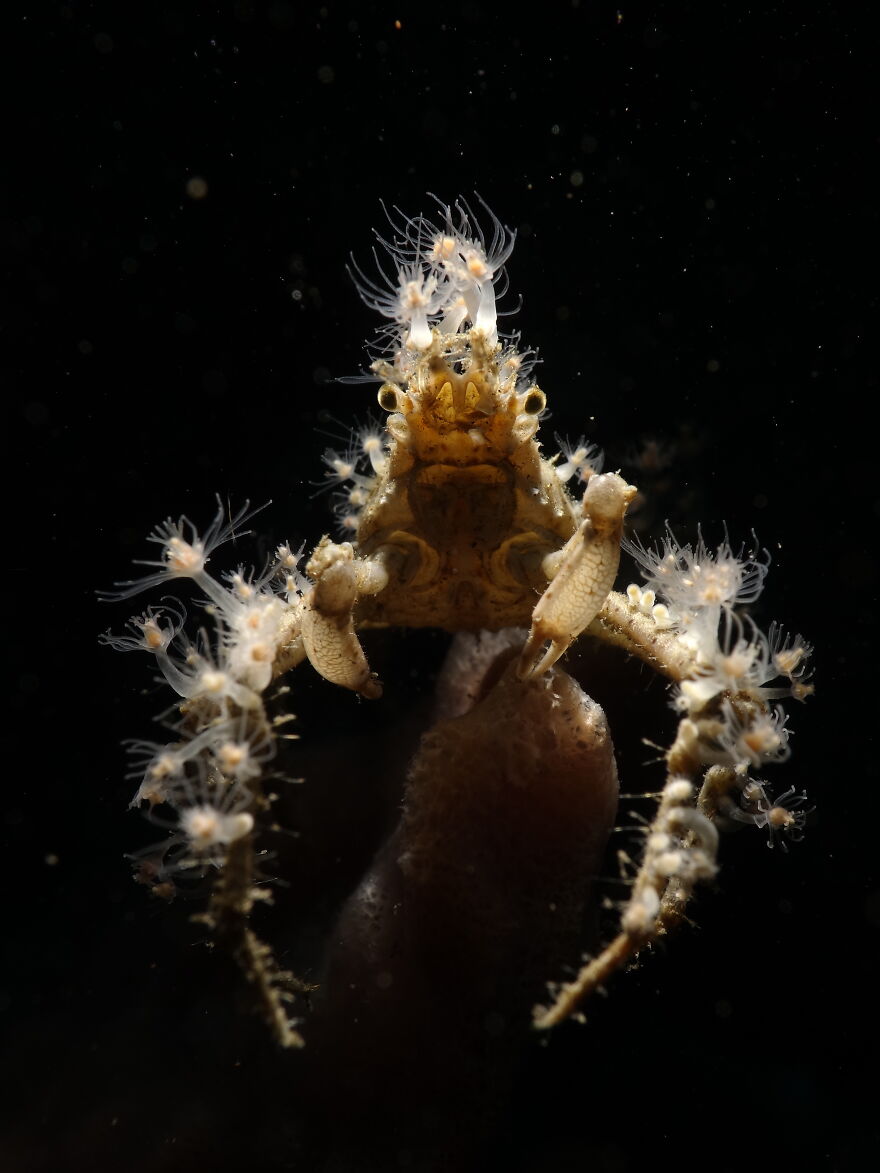 2nd Place In Compact Macro: "Radioactive" By Marcus Commodore